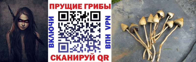 Галлюциногенные грибы Psilocybine cubensis  купить закладку  Ессентуки 